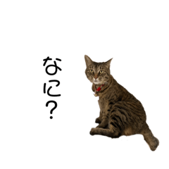 [LINEスタンプ] 猫のさゆちゃんスタンプ