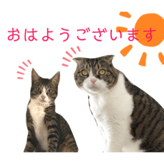 [LINEスタンプ] セナ＆ランガ スタンプ