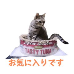 [LINEスタンプ] いろいろねこーずスタンプ