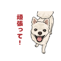 [LINEスタンプ] ポメラニアン 1