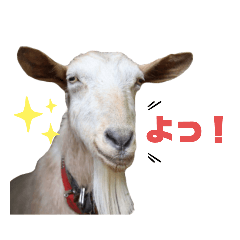 [LINEスタンプ] ヤギのメェ子