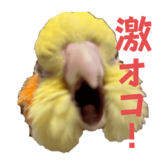 [LINEスタンプ] 愛太郎インコなスタンプ①