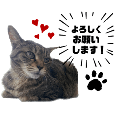 [LINEスタンプ] ラムモカルナジル・にゃんず