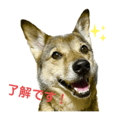 [LINEスタンプ] 横浜りゅう動物病院公式スタンプ