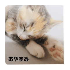 [LINEスタンプ] ぽぽたんだよ