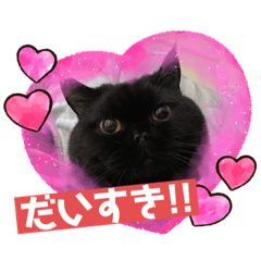 [LINEスタンプ] 黒猫ぼたもちくん（ぼっちゃん）