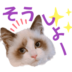 [LINEスタンプ] ラグドール フサ夫のスタンプ part4