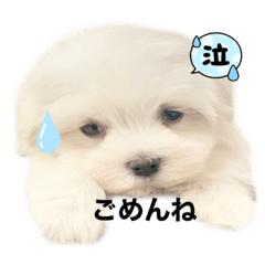 [LINEスタンプ] Baby モカの日常スタンプ