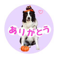 [LINEスタンプ] ボーダーコリー『あまん』