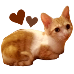 [LINEスタンプ] ぷくみちゃん