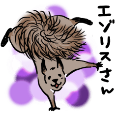 [LINEスタンプ] 冬も元気なエゾリスさんスタンプ