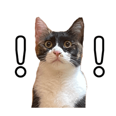 [LINEスタンプ] ソイとチャイ