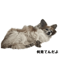 [LINEスタンプ] 1時間で作ったスタンプ