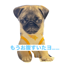 [LINEスタンプ] ぷぅさんの本音の画像（メイン）