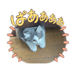 [LINEスタンプ] にゃんこにゃんにゃんこ1