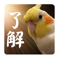 [LINEスタンプ] 愛太郎インコなスタンプ③