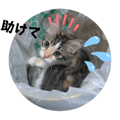 [LINEスタンプ] くりんちゃんスタンプ