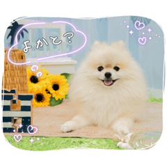 [LINEスタンプ] pomeranian kaito3