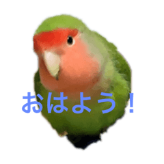 [LINEスタンプ] 俺様インココロちゃん