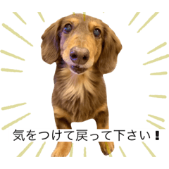 [LINEスタンプ] ミニチュアダックスりんのお仕事シリーズ