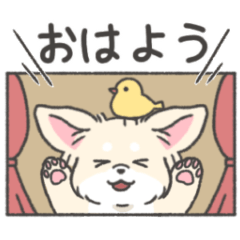 [LINEスタンプ] 動く♪ 毎日使えるチワワのスタンプ