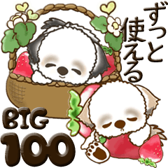 [LINEスタンプ] 【Big】シーズー犬100『ずっと使える言葉』