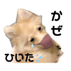 [LINEスタンプ] キツネ顔ポメラニアン 犬の流羽くん2