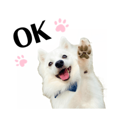 [LINEスタンプ] 日本スピッツぽぽさんスタンプ