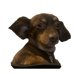 [LINEスタンプ] 犬になりきれないたけし様