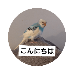 [LINEスタンプ] うちの文鳥とセキセイインコ、リアル