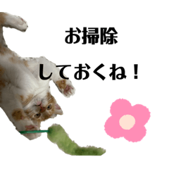 [LINEスタンプ] 茶トラのアクアちゃん