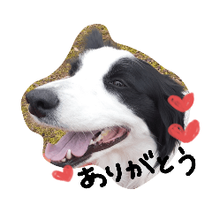 [LINEスタンプ] Bordercollie PAO＆RAN