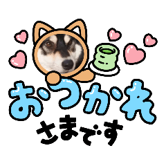 [LINEスタンプ] こまめの犬の日☆