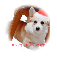 [LINEスタンプ] コーギーまりあ冬スタンプクリスマスお正月