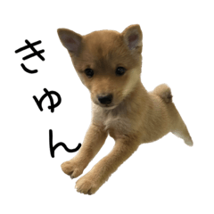 [LINEスタンプ] 愉快な豆柴たち2