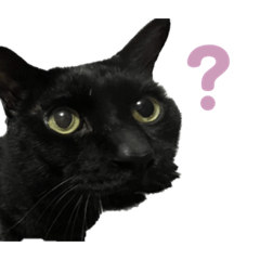 [LINEスタンプ] きりねこ ˙꒳˙)