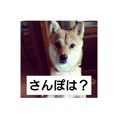 [LINEスタンプ] 豆柴。。。