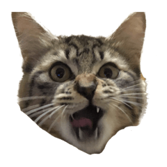 [LINEスタンプ] きりねこ ˙꒳˙)❷