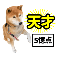 [LINEスタンプ] 柴犬ごろうの生活2