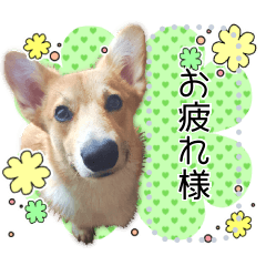 [LINEスタンプ] ハクのスタンプ 01