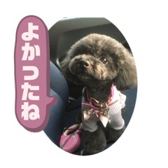 [LINEスタンプ] リル 2022 トイプードル