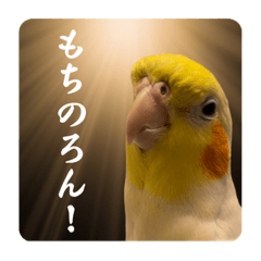 [LINEスタンプ] 愛太郎インコなスタンプ④