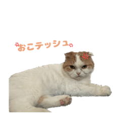 [LINEスタンプ] おこティッシュつくね