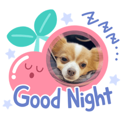 [LINEスタンプ] ココちんboy