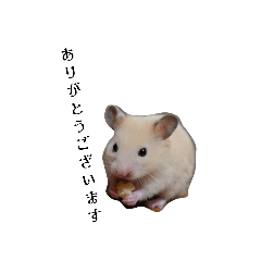 [LINEスタンプ] うちのキンクマちゃん 1