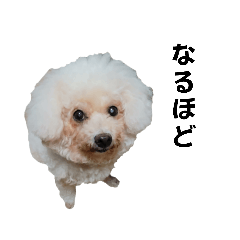 [LINEスタンプ] みるしょこぽん4