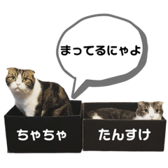 [LINEスタンプ] たんちゃちゃスタンプ2