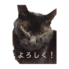 [LINEスタンプ] 家猫2022