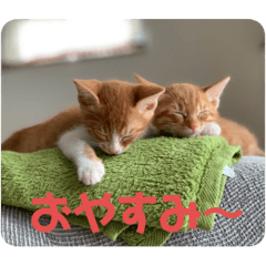 [LINEスタンプ] めちゃかわねこちゃんず！