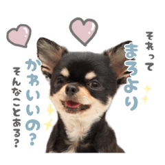 [LINEスタンプ] 我が家のまろ3